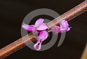 Western redbud, California redbud, Cercis occidentalis