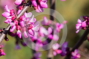 Western redbud Cercis occidentalis inflorescence, California