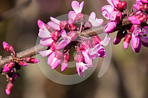 Western redbud Cercis occidentalis inflorescence, California