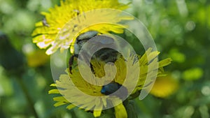 Western redtailed bumblebee bombus lapidarius.