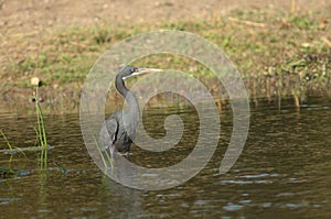 Western reef egret Egretta gularis, dark morph.