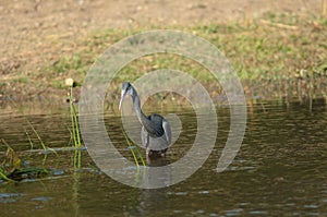 Western reef egret Egretta gularis, dark morph.