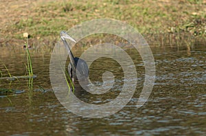 Western reef egret Egretta gularis, dark morph.