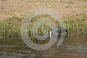 Western reef egret Egretta gularis, dark morph fishing.