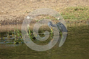 Western reef egret Egretta gularis, dark morph fishing.