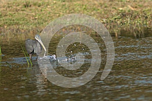 Western reef egret Egretta gularis, dark morph fishing.