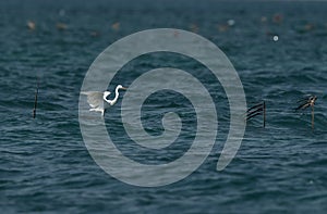 Western reef egret white morphed