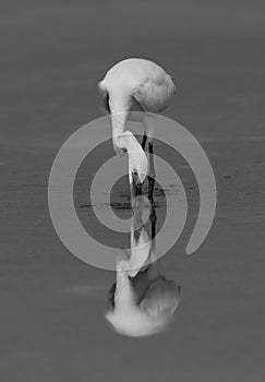 Western reef egret white morphed fishing at Busaiteen coast, Bahrain