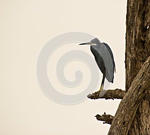 The Western Reef Heron photo