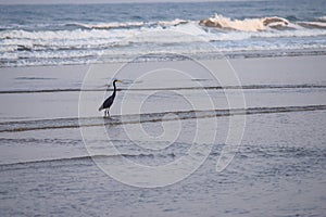 Western Reef Heron - Egretta Fularis - standing in Sea Water at Ware beach, India