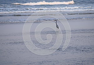 Western Reef Heron - Egretta Fularis - standing in Sea Water at Ware beach, India