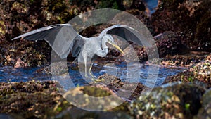 Western Reef Heron jumping between the rocks, showing its wingspan