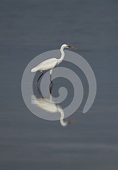 Western reef heron white morphed with beautiful reflection on water at Busaiteen coast, Bahrain