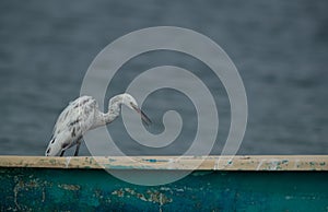 Western Reef heron white morphed  on a boat at Busaiteen coast of Bahrain