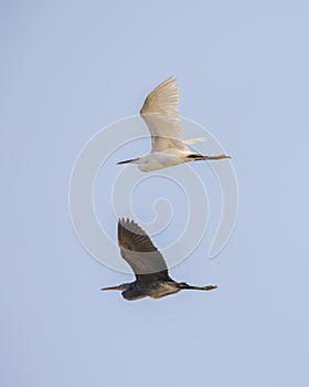 Western reef herons flight