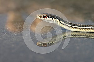 Western Ribbon Snake