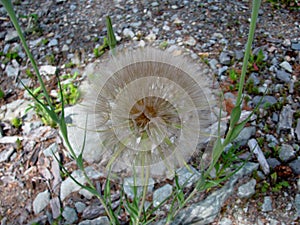 Western salsify flower seedhead