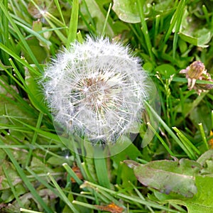 Western salsify or goatsbeard (Tragopogon dubius) - Flying Seeds