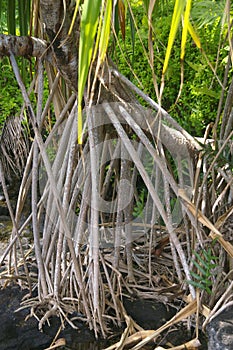 Western Samoa - tree roots