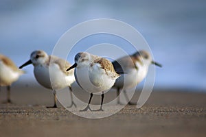 Western Sandpiper