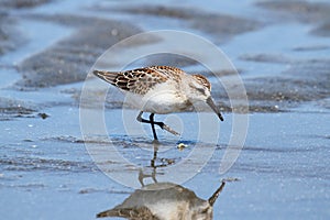 Western Sandpiper (Calidris mauri) photo