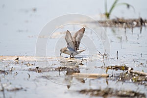 Western sandpiper feeding at lakeside mudflat