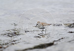 Western sandpiper feeding on seashore