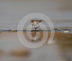 Western sandpiper feeding on seashore