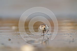 Western sandpiper feeding on seashore