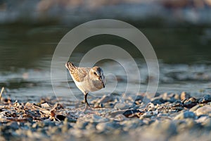 Western sandpiper feeding on seashore