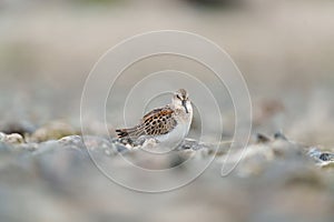 Western sandpiper feeding on seashore