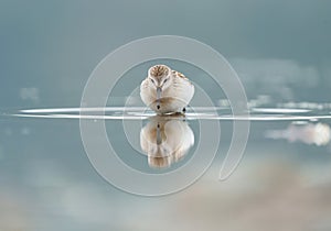 Western sandpiper feeding on seashore