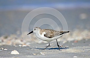 Western Sandpiper in Florida