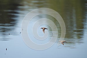 Western sandpiper flying at lakeside photo