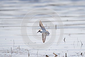 Western sandpiper flying at lakeside photo