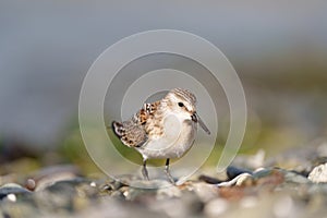 Western sandpiper resting on seashore