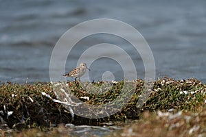 Western sandpiper resting at seaside beach