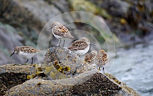 Western Sandpipers on a seaweed covered rock, Vancouver Island.