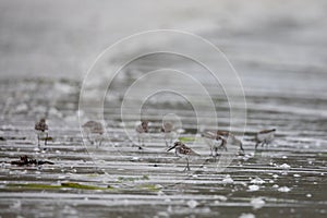 Western sandpipers wading along a deserted shoreline searching for food