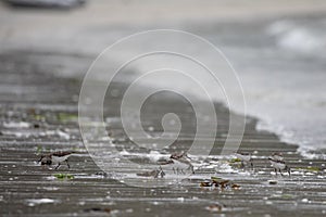 Western sandpipers wading along a deserted shoreline searching for food