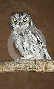 Western Screech Owl