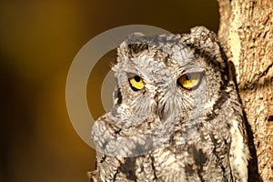 Western Screech Owl