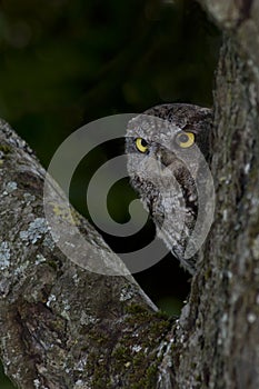 Western Screech Owl