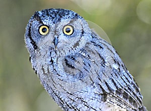 Western Screech Owl Megascops kennicottii