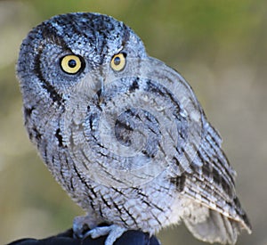 Western Screech Owl (Megascops kennicottii)