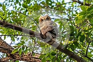 Western Screech Owl near Mount Pleasant City, Utah