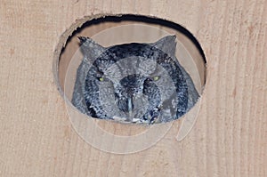 Western Screech-Owl Peering Out From Within a Nesting Box