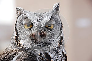 Western Screech Owl