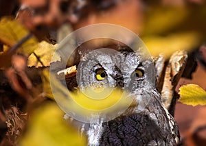 Western screech owl tucked in a tree in a natural environment photo
