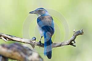 Western Scrub Jay